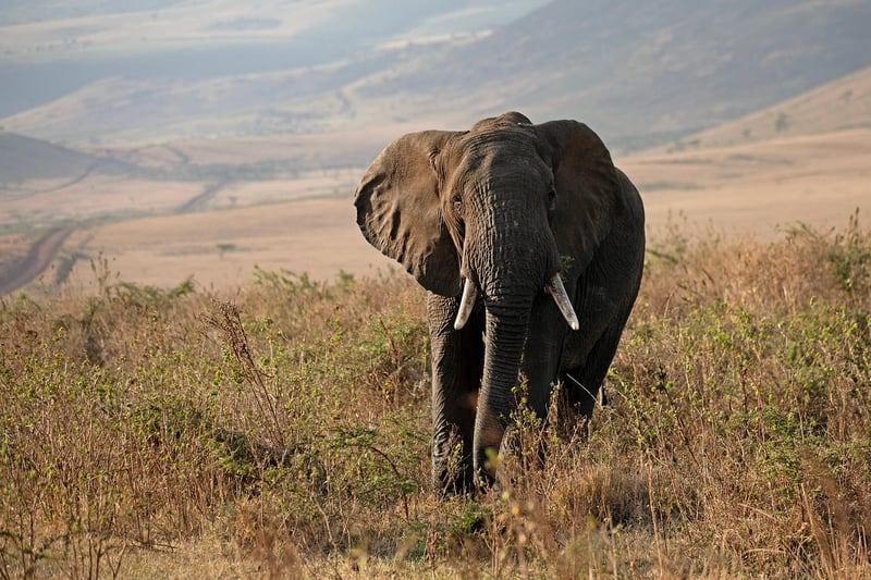 Nature Conservation