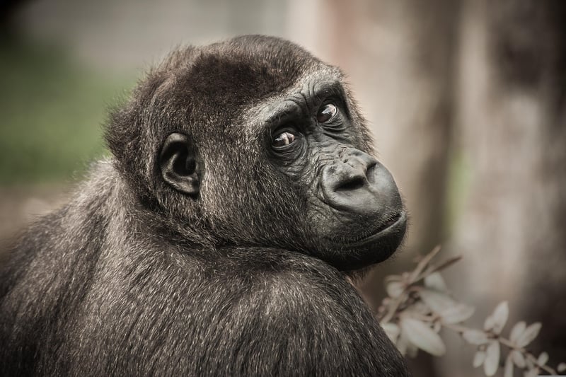 Mountain gorilla in Bwindi Forest
